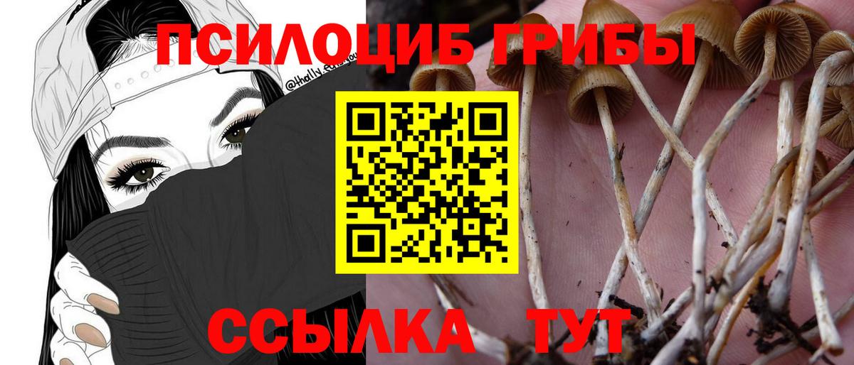 Псилоцибиновые грибы Cubensis Муром
